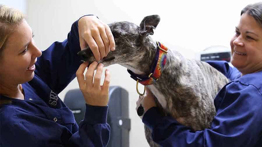 Veterinary technicians examining a dog