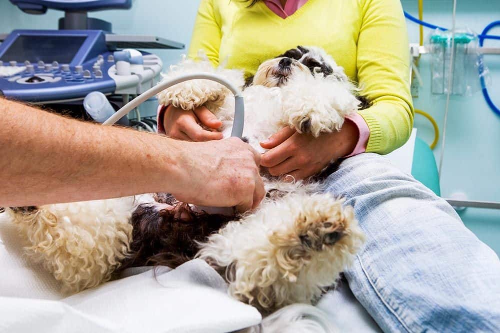 Veterinary Diagnostics