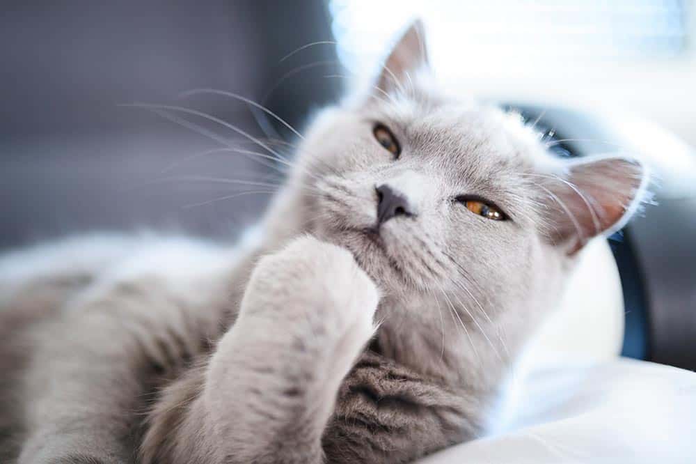 Veterinary Soft Tissue Surgery